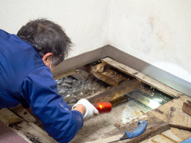 Best Mold Removal Near Me  in Hotchkiss, CO