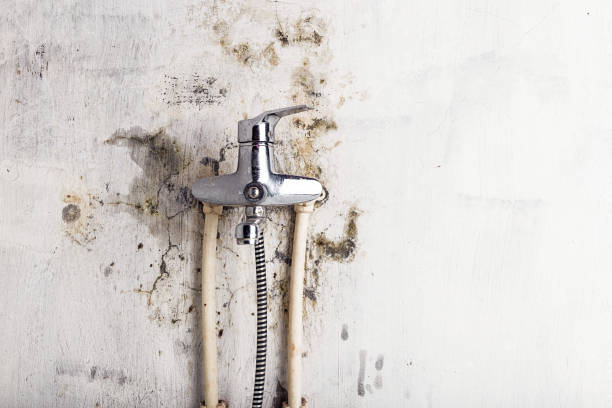Certified Mold Removal in Hotchkiss, CO