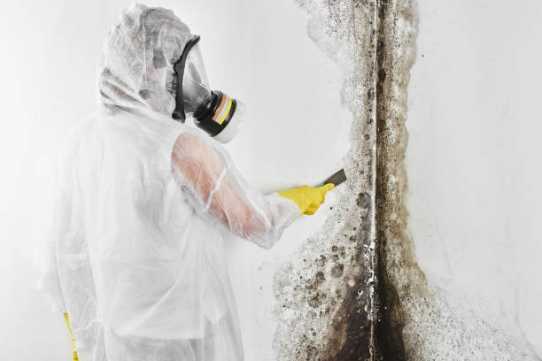 Best Office Mold Removal Services  in Hotchkiss, CO