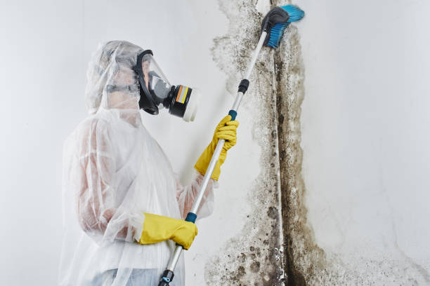 Best Residential Mold Removal  in Hotchkiss, CO