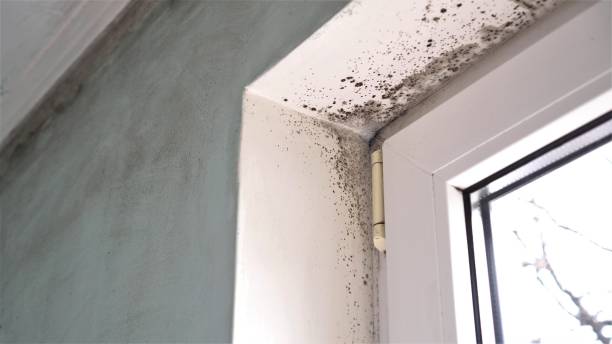 Best Professional Mold Removal  in Hotchkiss, CO