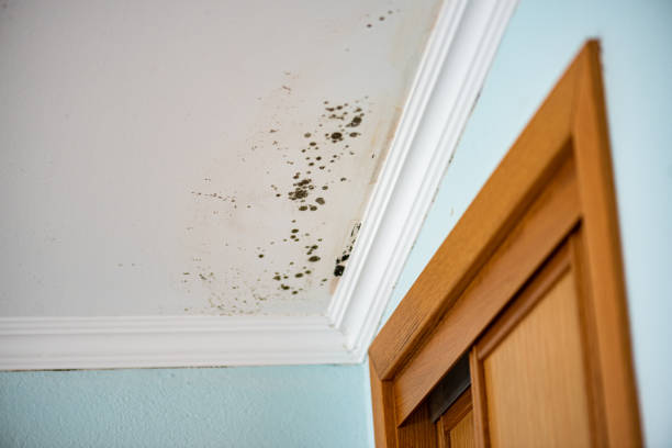 Best Emergency Mold Removal  in Hotchkiss, CO