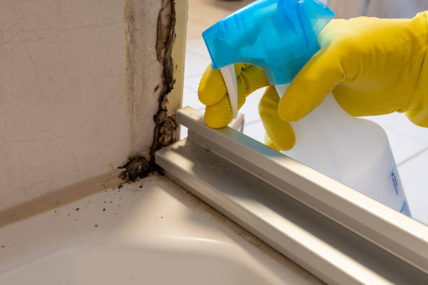 Best Mold Removal Company Near Me  in Hotchkiss, CO