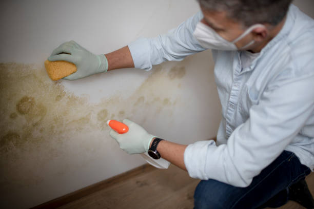 Best Toxic Mold Removal  in Hotchkiss, CO