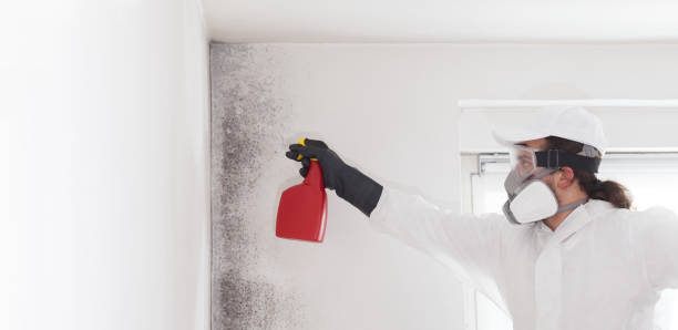 Best Certified Mold Removal  in Hotchkiss, CO