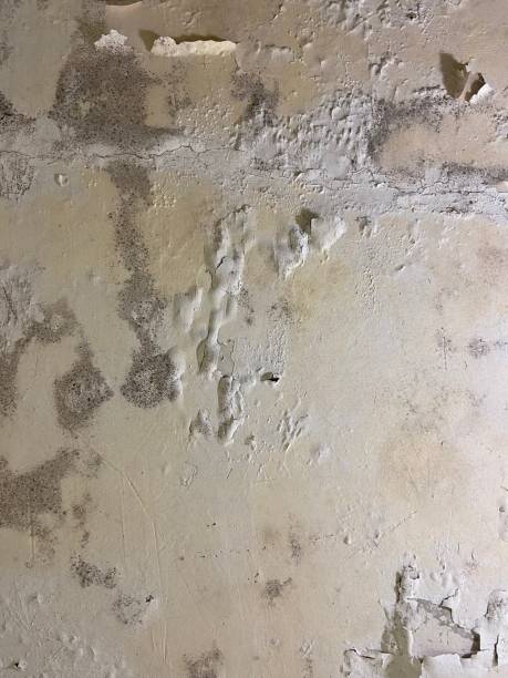 Hotchkiss, CO Mold Removal Company