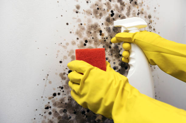 Best Local Mold Removal Service  in Hotchkiss, CO