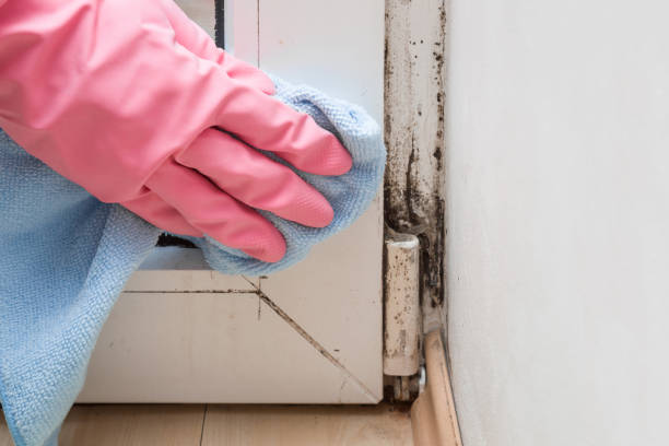 Mold Testing and Removal in Hotchkiss, CO